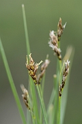 David Plant Photography - Wildlife Photography - Divided sedge - B