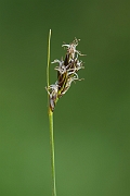David Plant Photography - Wildlife Photography - Divided sedge - C