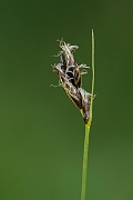David Plant Photography - Wildlife Photography - Divided sedge - D