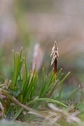 David Plant Photography - Wildlife Photography - Dwarf sedge - B