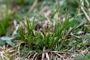 David Plant Photography - Wildlife Photography - Dwarf sedge - C