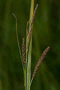 David Plant Photography - Wildlife Photography - Esturaine sedge - A