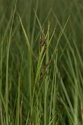 David Plant Photography - Wildlife Photography - Esturaine sedge - D