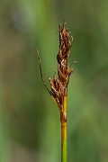 David Plant Photography - Wildlife Photography - False sedge - A