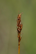 David Plant Photography - Wildlife Photography - False sedge - D