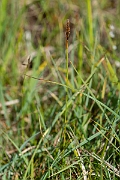 David Plant Photography - Wildlife Photography - False sedge - E