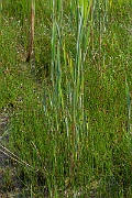 David Plant Photography - Wildlife Photography - Few-flowered spike-rush - A