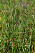 David Plant Photography - Wildlife Photography - Few-flowered spike-rush - B