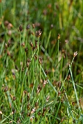David Plant Photography - Wildlife Photography - Few-flowered spike-rush - C