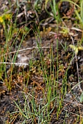David Plant Photography - Wildlife Photography - Few-flowered spike-rush - H