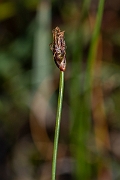 David Plant Photography - Wildlife Photography - Few-flowered spike-rush - J