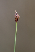 David Plant Photography - Wildlife Photography - Few-flowered spike-rush - M