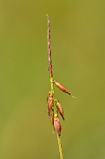 David Plant Photography - Wildlife Photography - Flea sedge - A