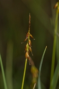 David Plant Photography - Wildlife Photography - Flea sedge - B