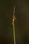David Plant Photography - Wildlife Photography - Flea sedge - C