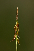 David Plant Photography - Wildlife Photography - Flea sedge - D