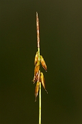 David Plant Photography - Wildlife Photography - Flea sedge - E