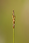 David Plant Photography - Wildlife Photography - Flea sedge - F