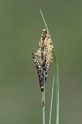 David Plant Photography - Wildlife Photography - Glaucous sedge - A