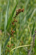 David Plant Photography - Wildlife Photography - Great fen sedge - B