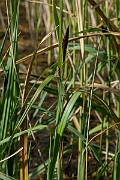 David Plant Photography - Wildlife Photography - Greater pond-sedge - A
