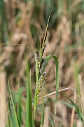David Plant Photography - Wildlife Photography - Greater pond-sedge - B