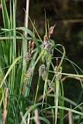 David Plant Photography - Wildlife Photography - Greater pond-sedge - C