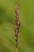 David Plant Photography - Wildlife Photography - Greater tussock-sedge - B