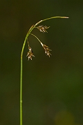 David Plant Photography - Wildlife Photography - Hair sedge - B