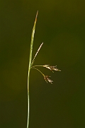 David Plant Photography - Wildlife Photography - Hair sedge - D
