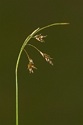 David Plant Photography - Wildlife Photography - Hair sedge - E