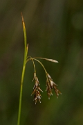 David Plant Photography - Wildlife Photography - Hair sedge - F