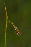 David Plant Photography - Wildlife Photography - Hair sedge - G