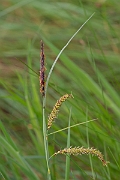 David Plant Photography - Wildlife Photography - Hairy sedge - A