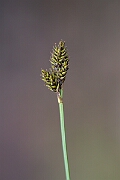 David Plant Photography - Wildlife Photography - Haresfoot sedge - A
