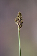 David Plant Photography - Wildlife Photography - Haresfoot sedge - B