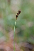 David Plant Photography - Wildlife Photography - Haresfoot sedge - E
