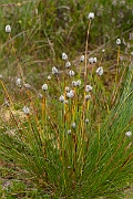 David Plant Photography - Wildlife Photography - Harestail cotton-grass - A