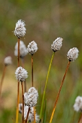 David Plant Photography - Wildlife Photography - Harestail cotton-grass - B