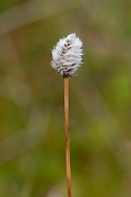 David Plant Photography - Wildlife Photography - Harestail cotton-grass - C