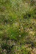 David Plant Photography - Wildlife Photography - Harestail cotton-grass - E