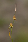 David Plant Photography - Wildlife Photography - Long-stalked yellow-sedge - B