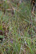 David Plant Photography - Wildlife Photography - Northern deergrass - B