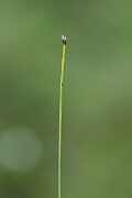 David Plant Photography - Wildlife Photography - Northern deergrass - C