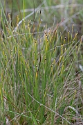 David Plant Photography - Wildlife Photography - Northern deergrass - D