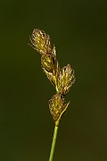 David Plant Photography - Wildlife Photography - Oval sedge - A