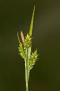 David Plant Photography - Wildlife Photography - Pale sedge - A