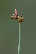 David Plant Photography - Wildlife Photography - Pill sedge - B