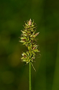 David Plant Photography - Wildlife Photography - Prickly sedge - A