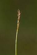 David Plant Photography - Wildlife Photography - Rock sedge - A